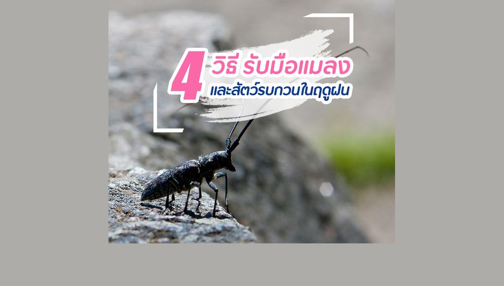 4 วิธีรับมือแมลงและสัตว์รบกวนในฤดูฝน
